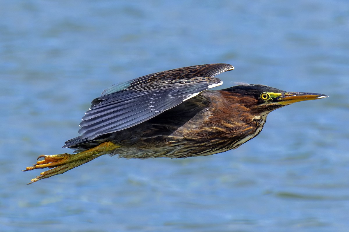 Green Heron - ML641066633