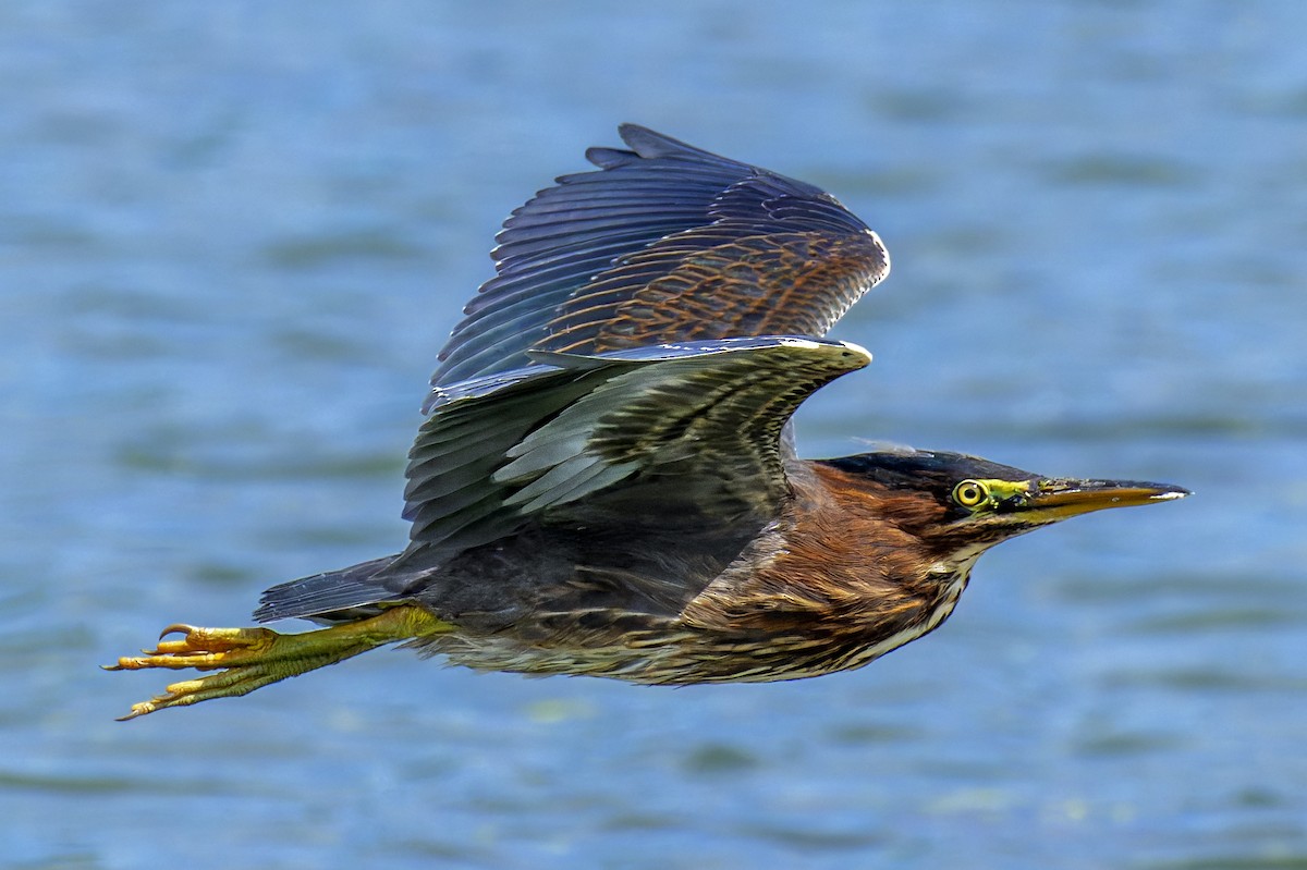 Green Heron - ML641066634