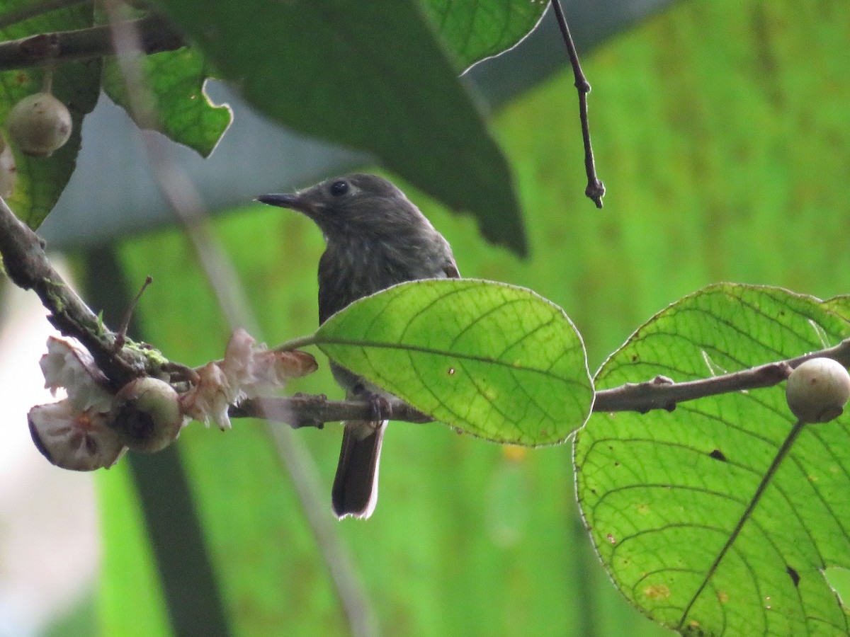 Olive-striped Flycatcher - ML641066679