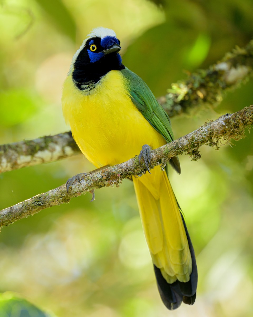 Green Jay - ML641066685