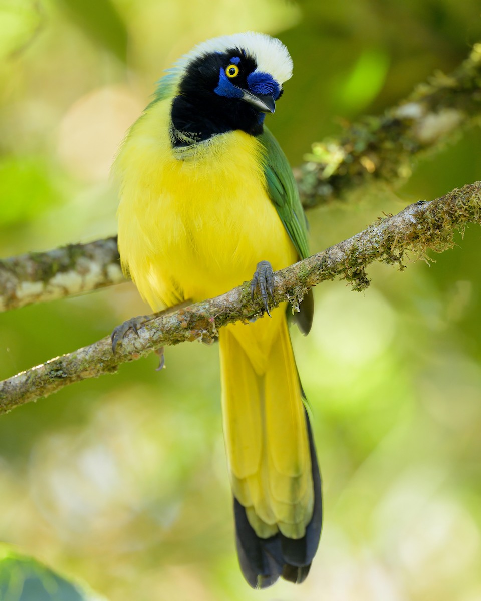 Green Jay - ML641066686