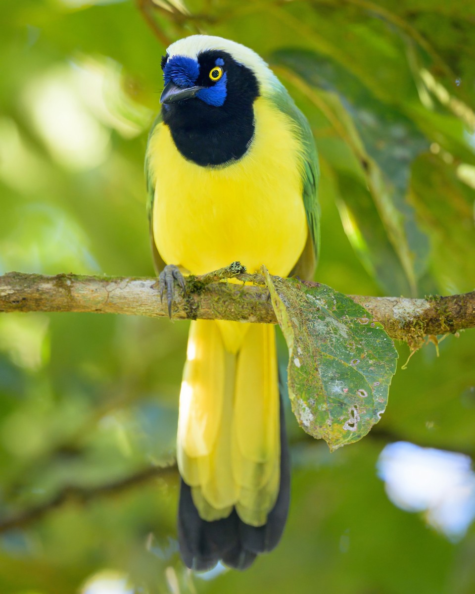 Green Jay - ML641066687