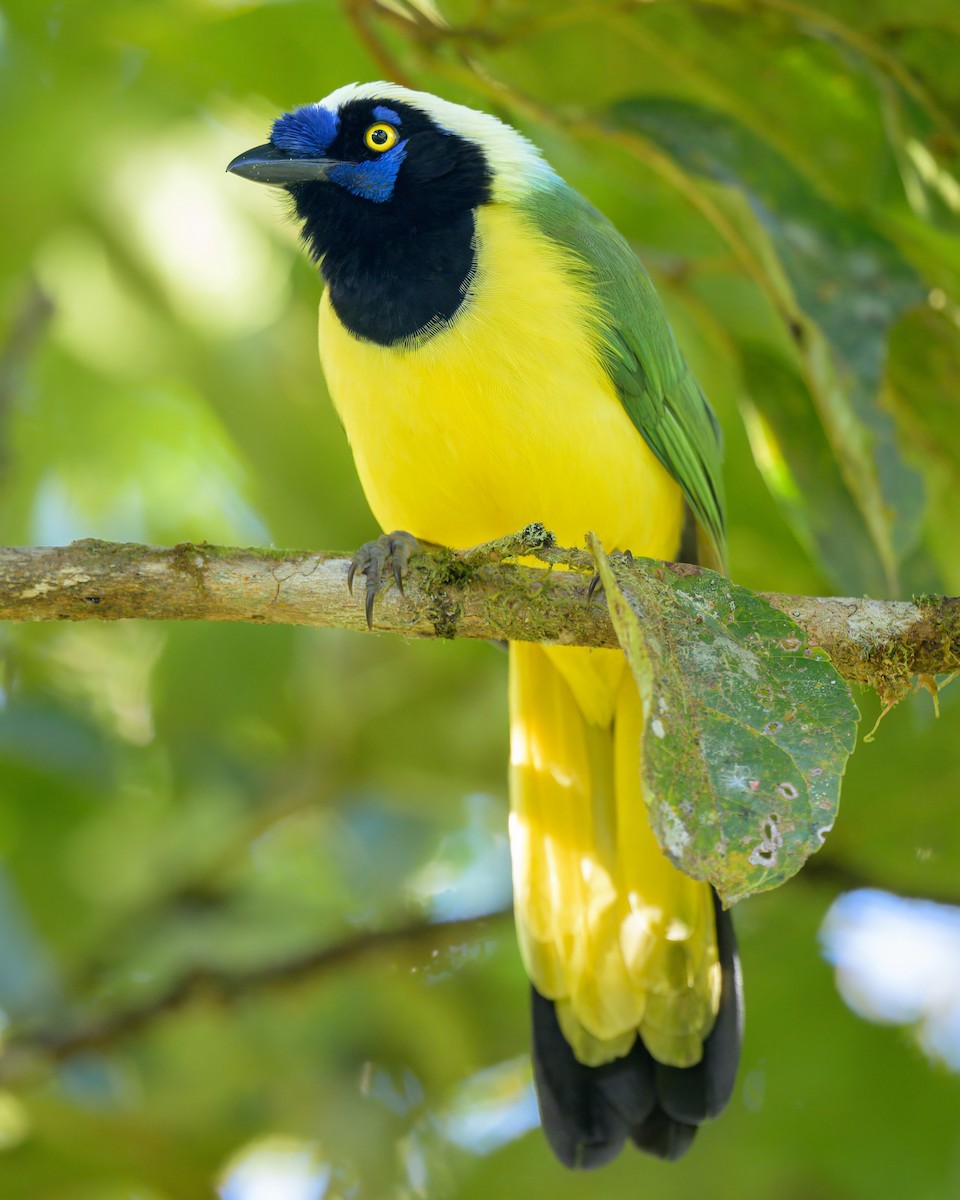 Green Jay - ML641066688
