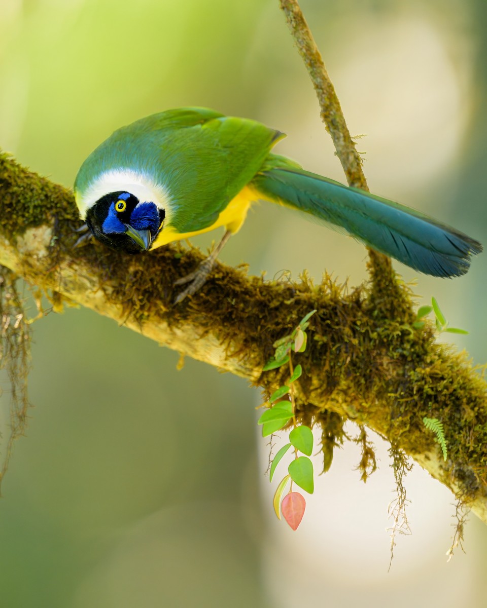 Green Jay - ML641066690