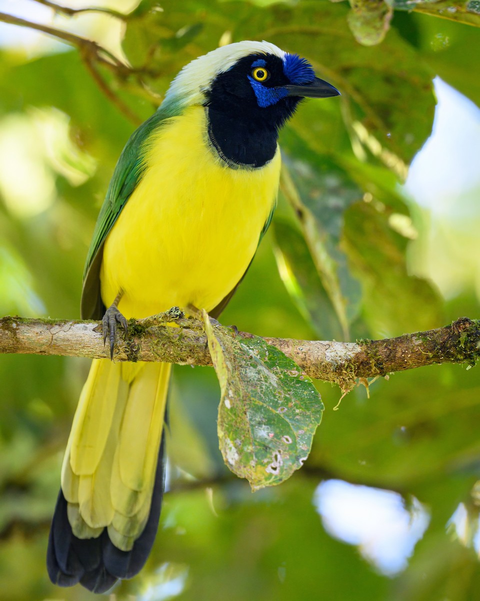 Green Jay - ML641066691