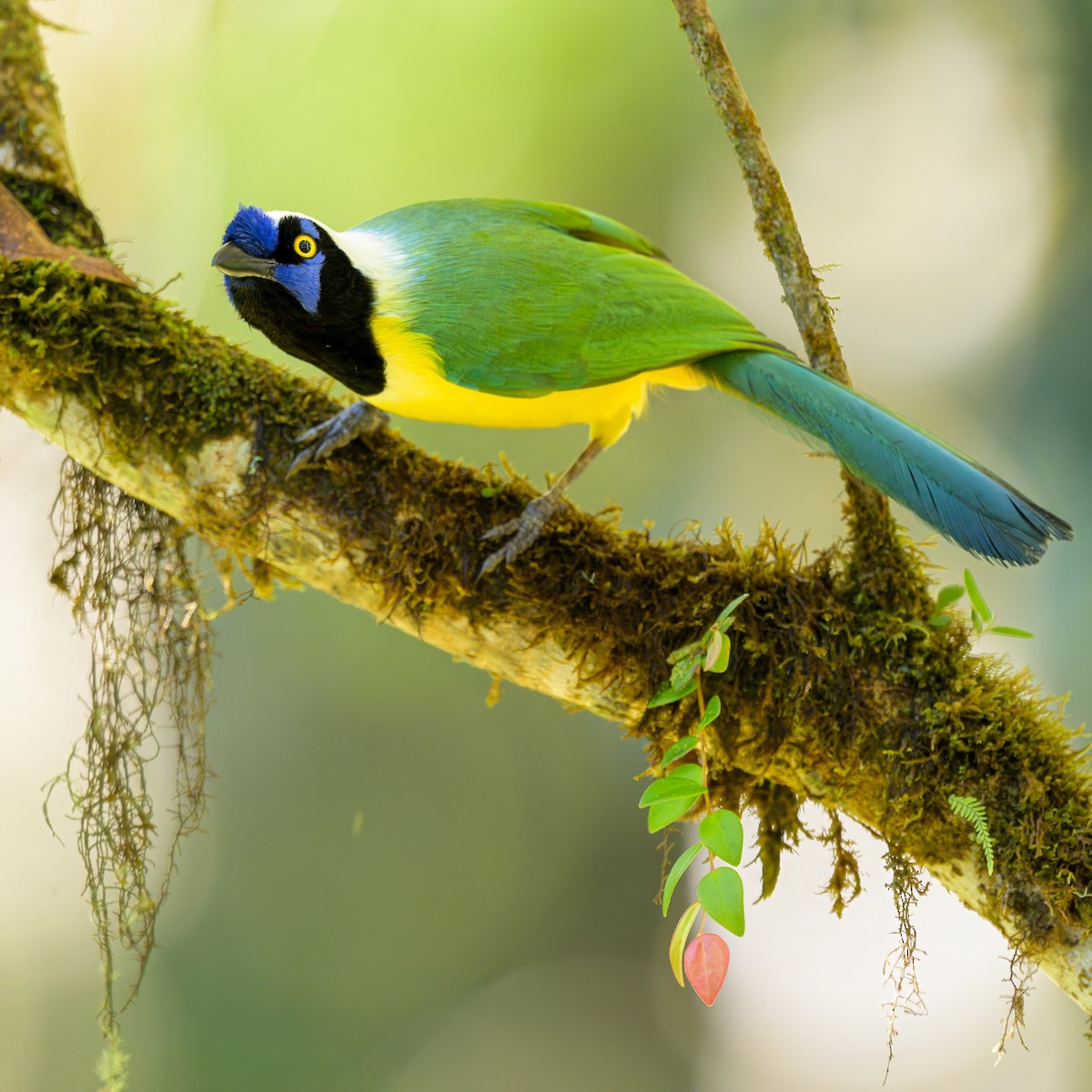 Green Jay - ML641066692