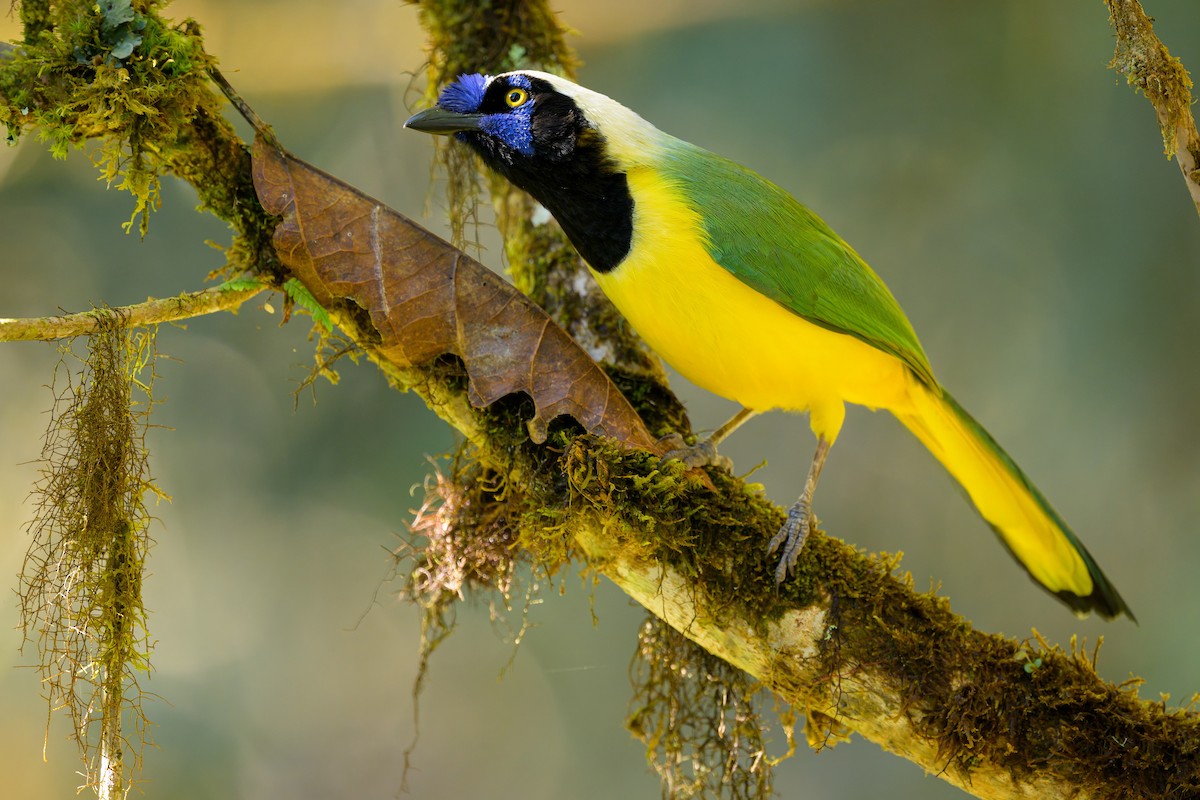 Green Jay - ML641066693