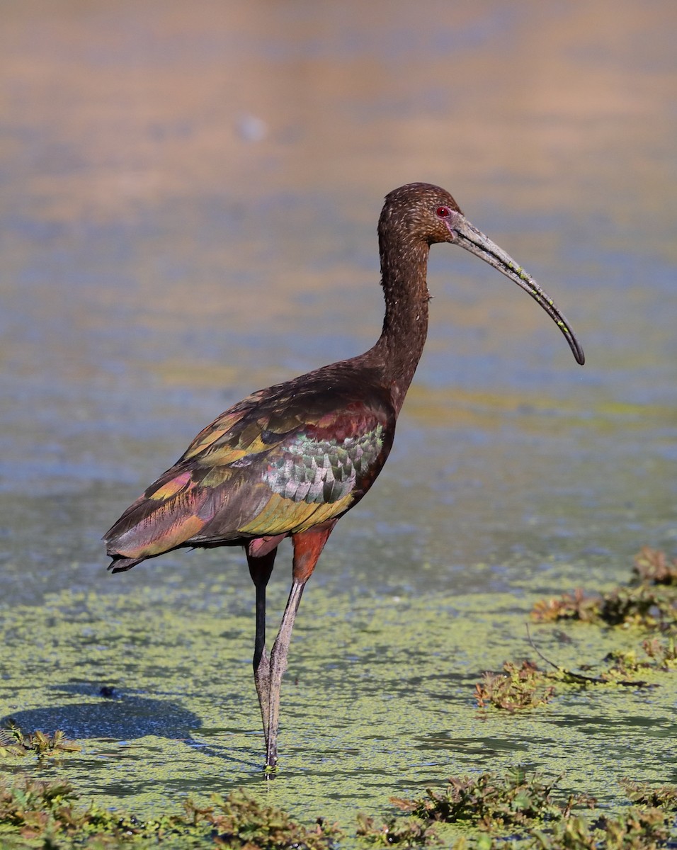 White-faced Ibis - ML641066697