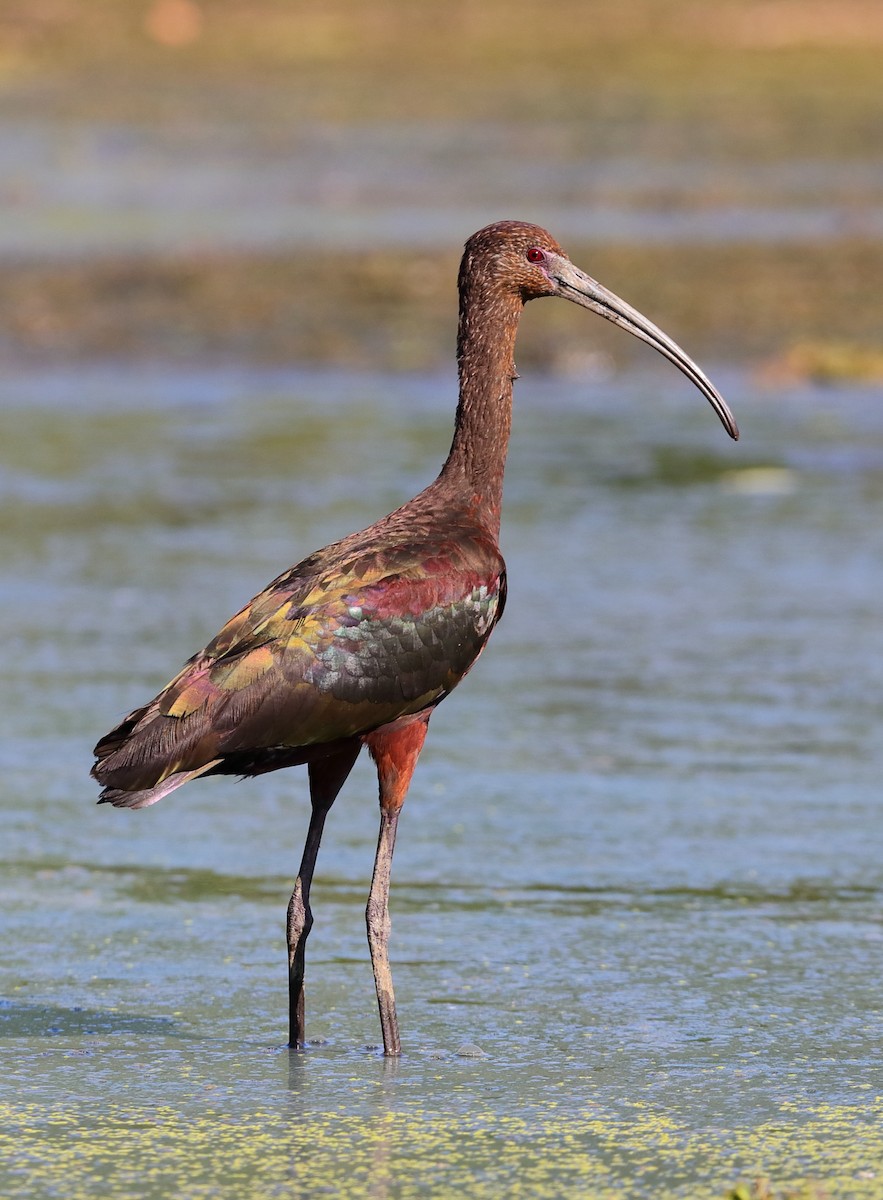 White-faced Ibis - ML641066698