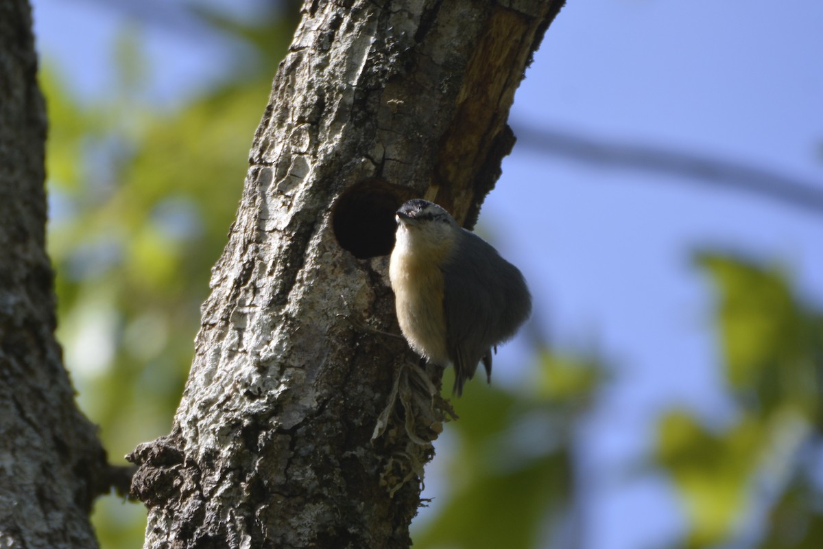 Algerian Nuthatch - ML641066723