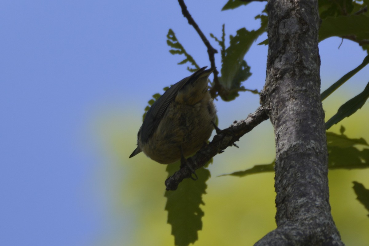 Algerian Nuthatch - ML641066724