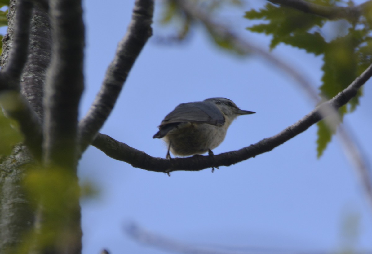 Algerian Nuthatch - ML641066725