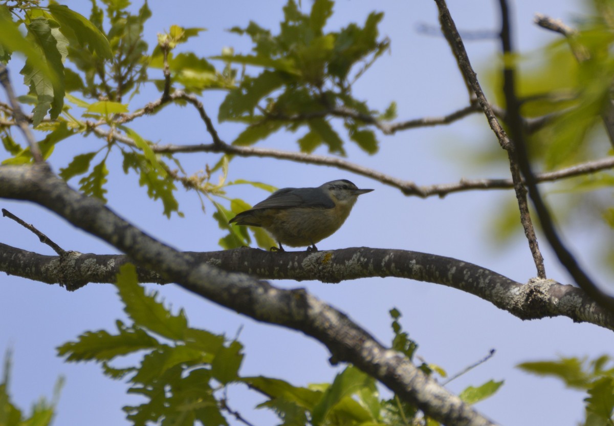 Algerian Nuthatch - ML641066726