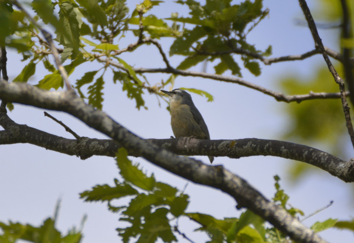 Algerian Nuthatch - ML641066727