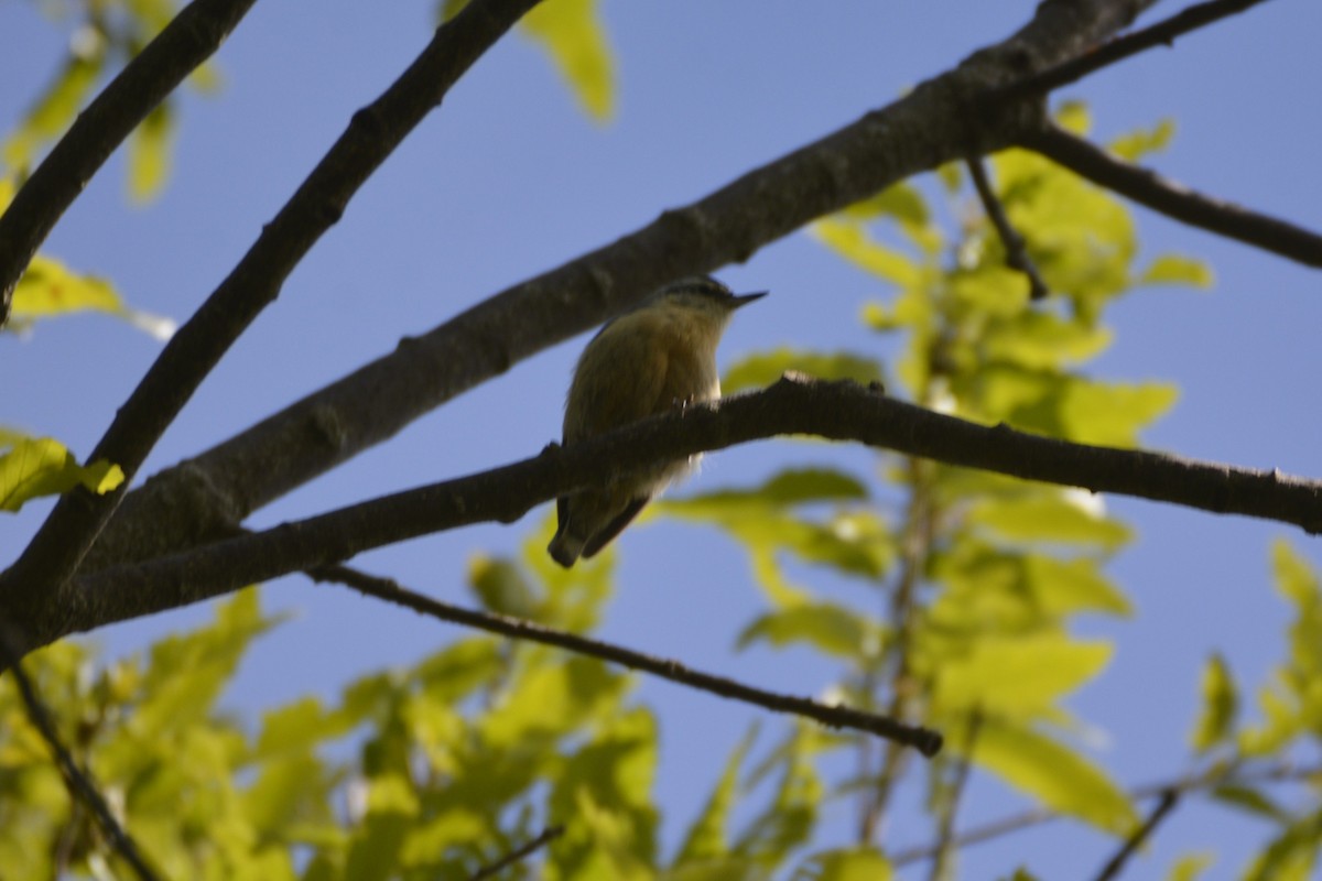 Algerian Nuthatch - ML641066728