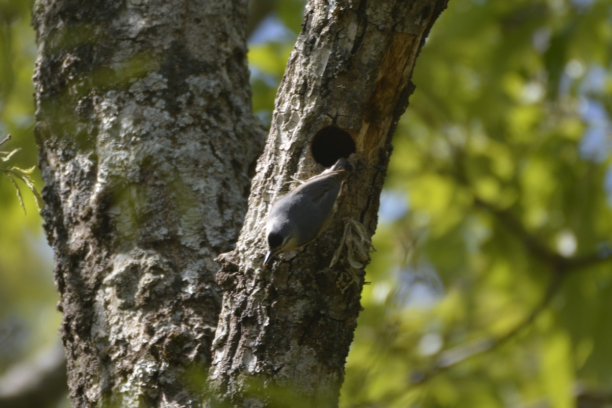 Algerian Nuthatch - ML641066729