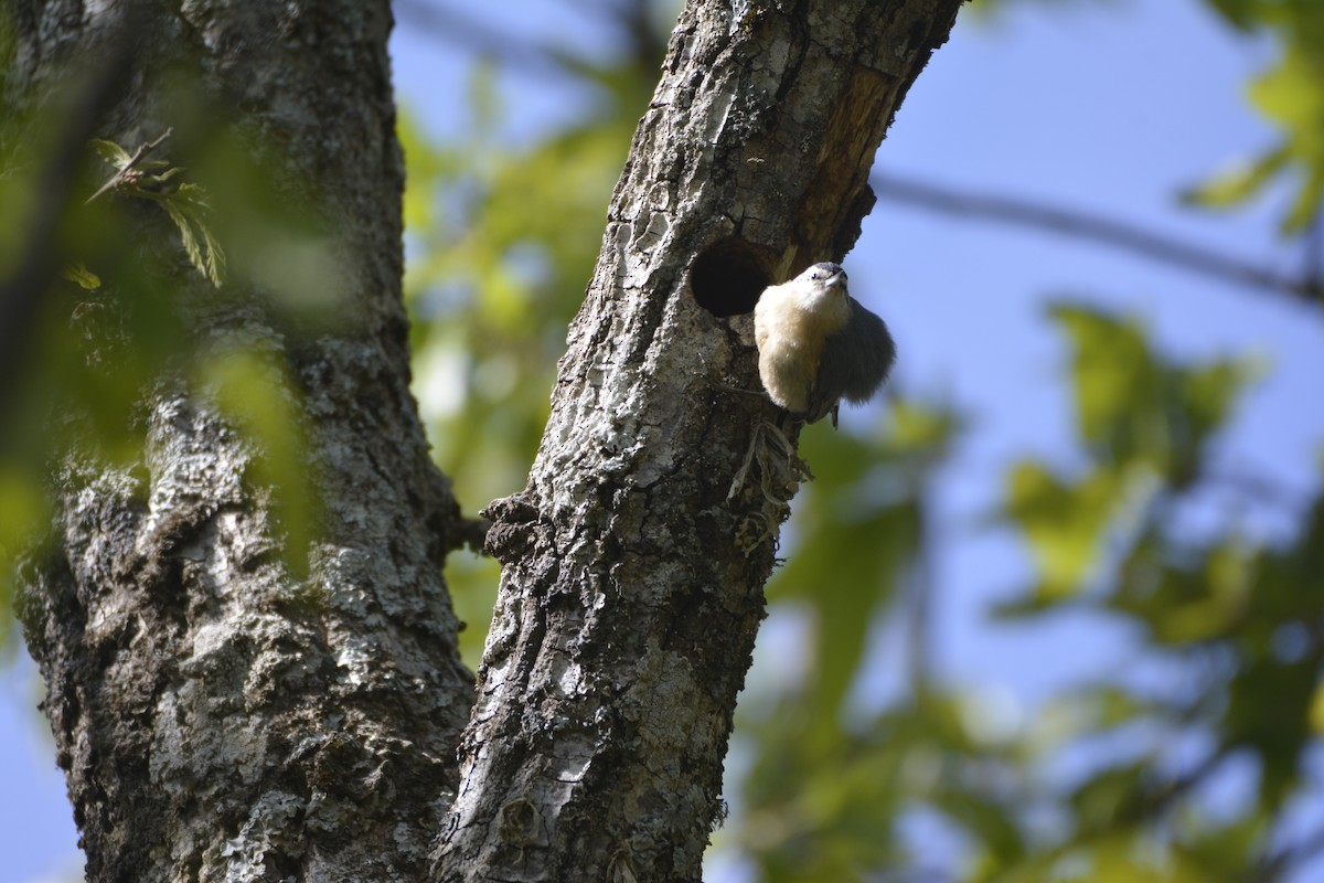 Algerian Nuthatch - ML641066731
