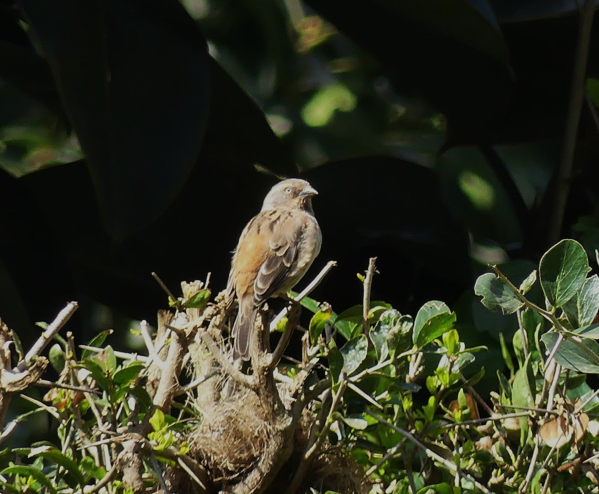 Kenya Rufous Sparrow - ML641066749