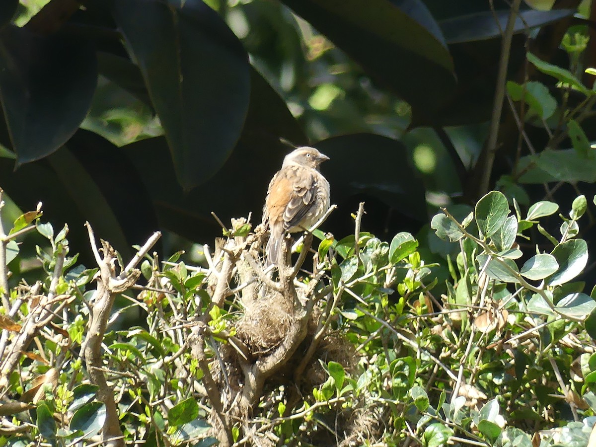 Kenya Rufous Sparrow - ML641066750