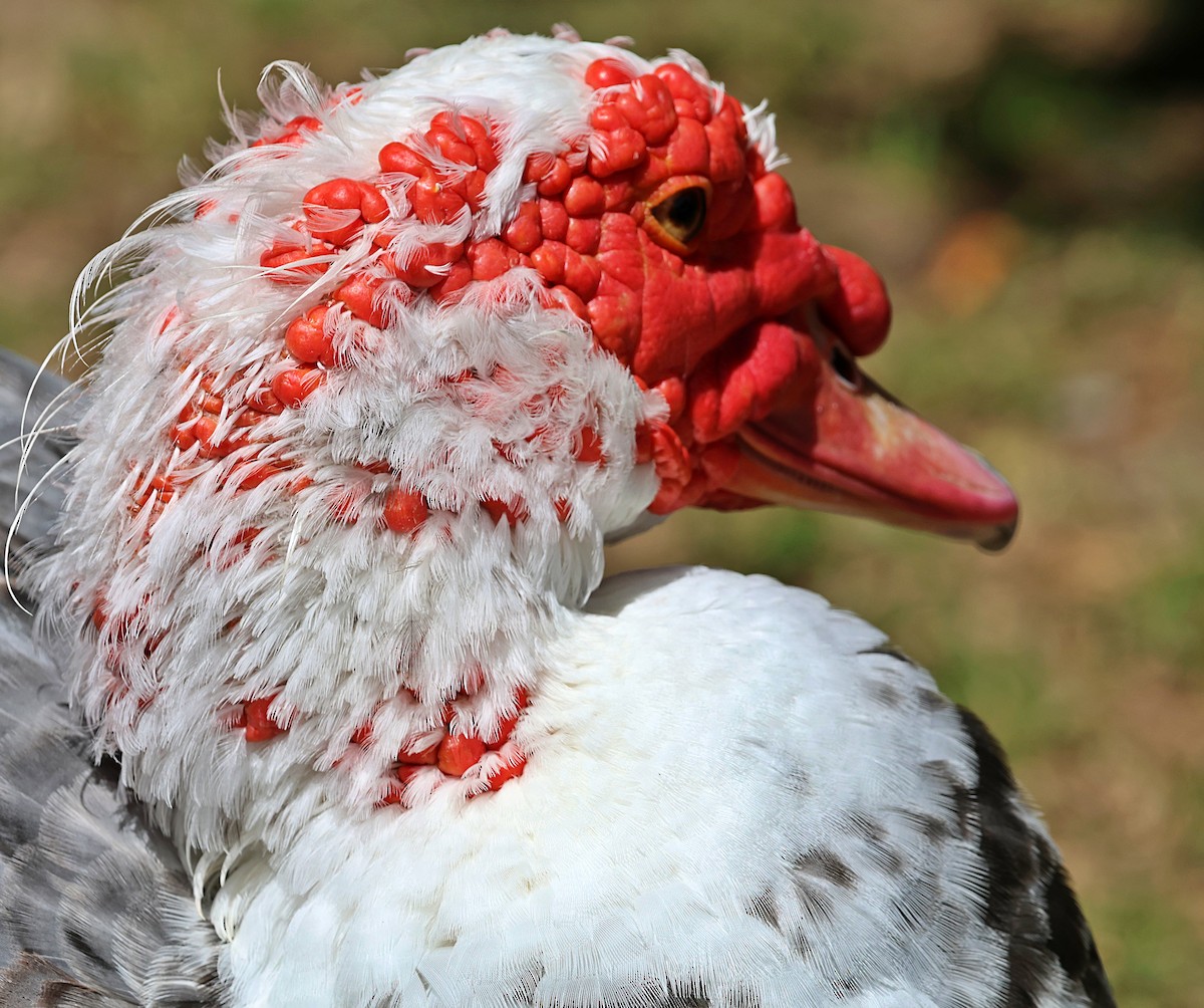 Muscovy Duck (Domestic type) - ML641066756