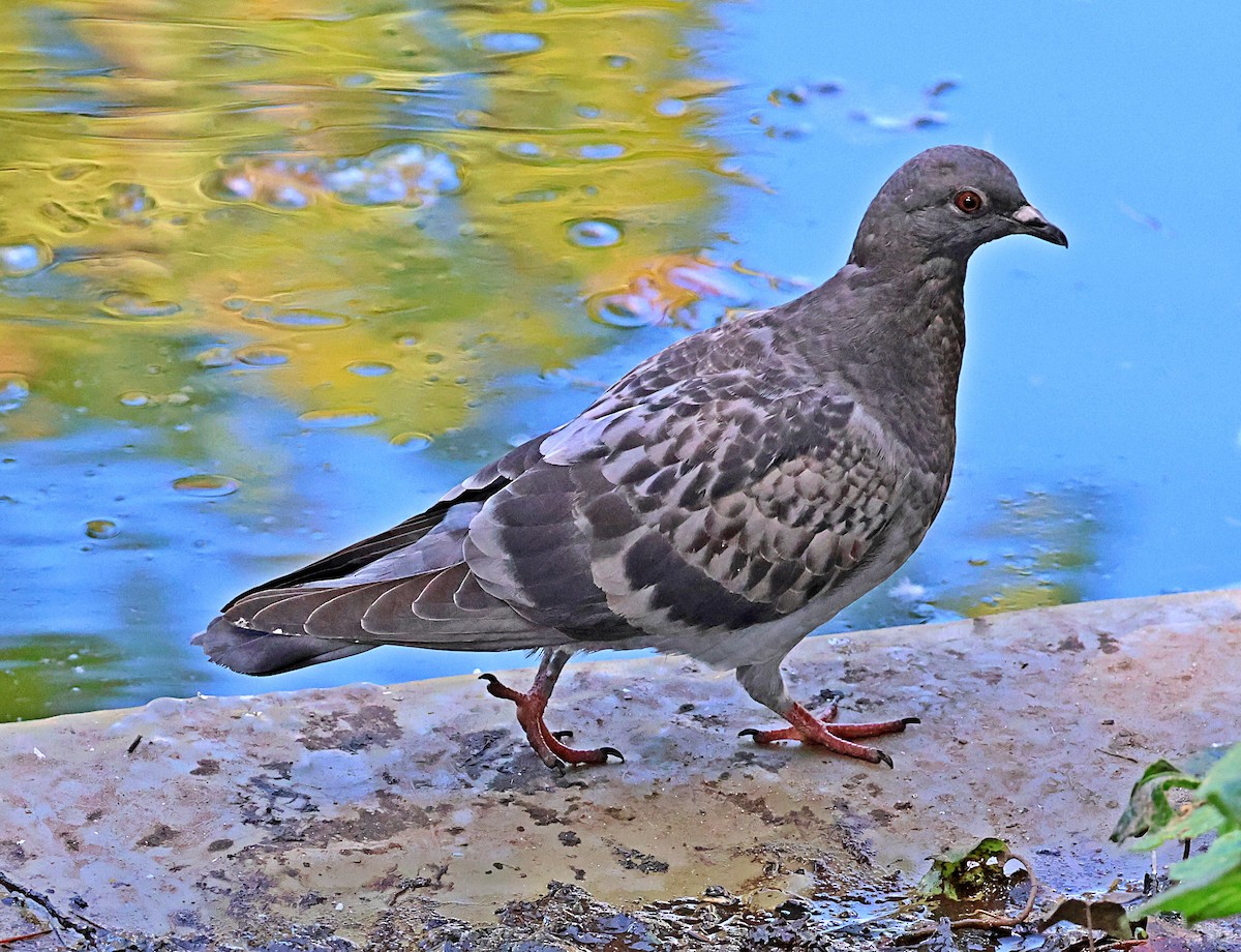 Rock Pigeon (Feral Pigeon) - ML641066769