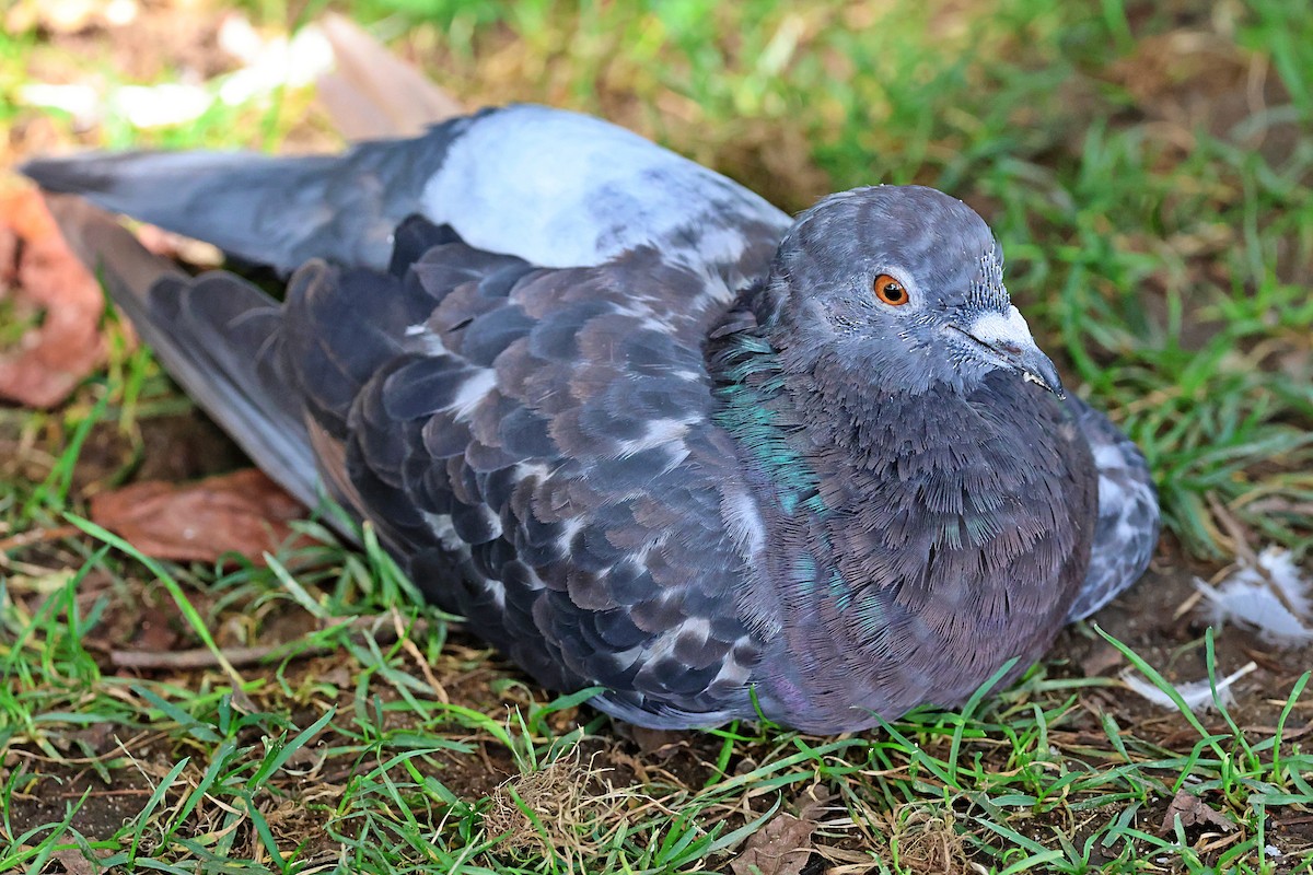 Rock Pigeon (Feral Pigeon) - ML641066772