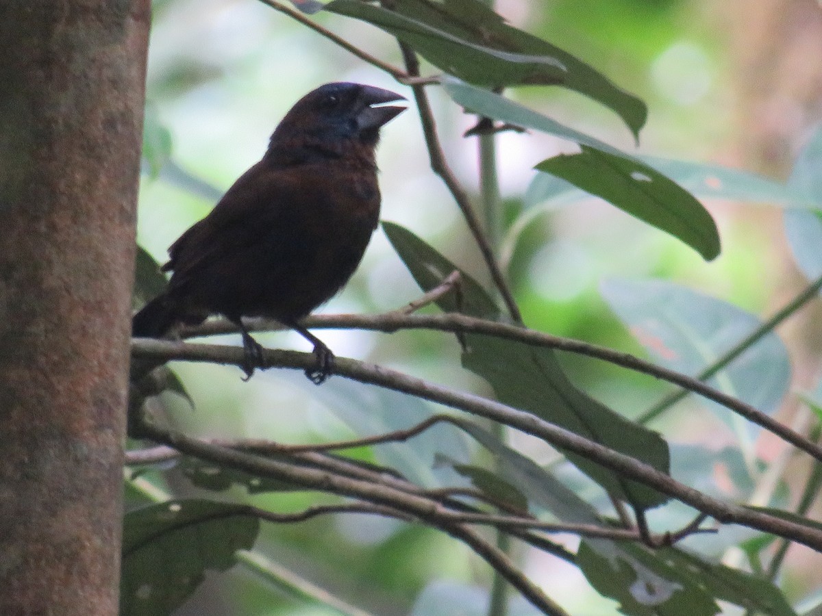 Blue-black Grosbeak - ML641066775