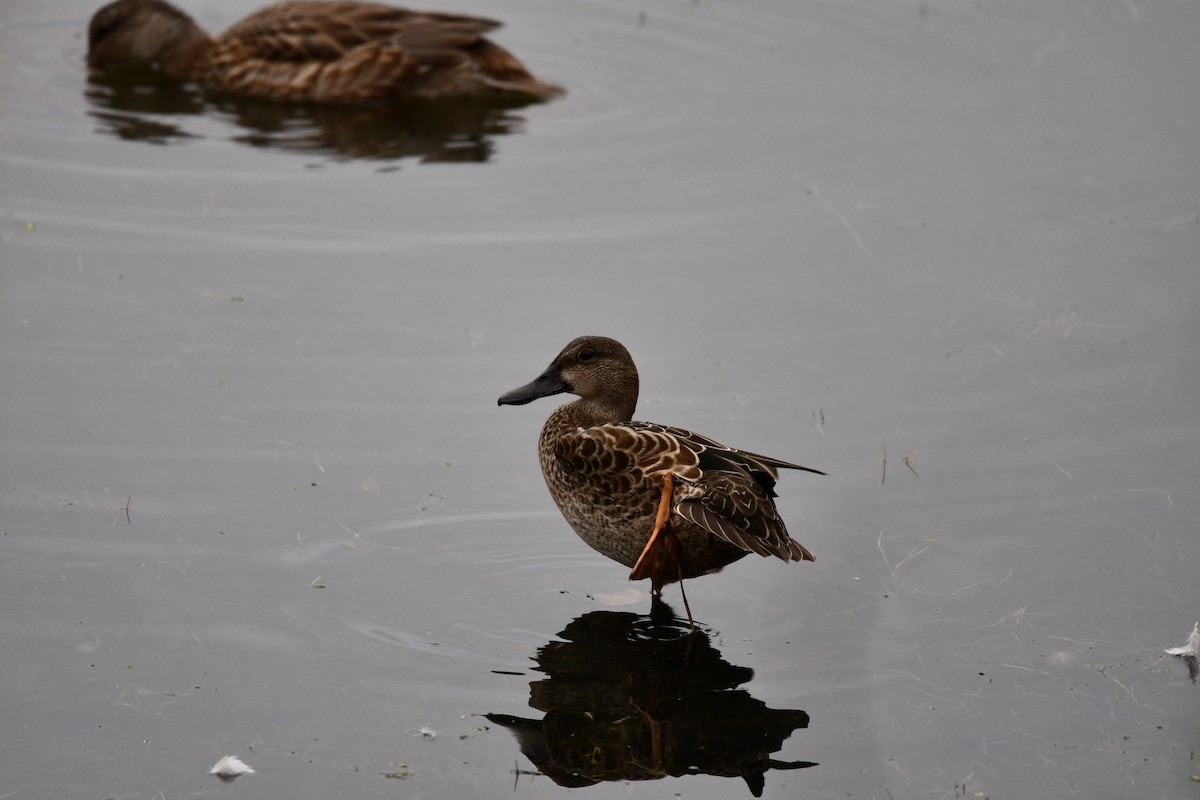 Blue-winged Teal - ML641066806