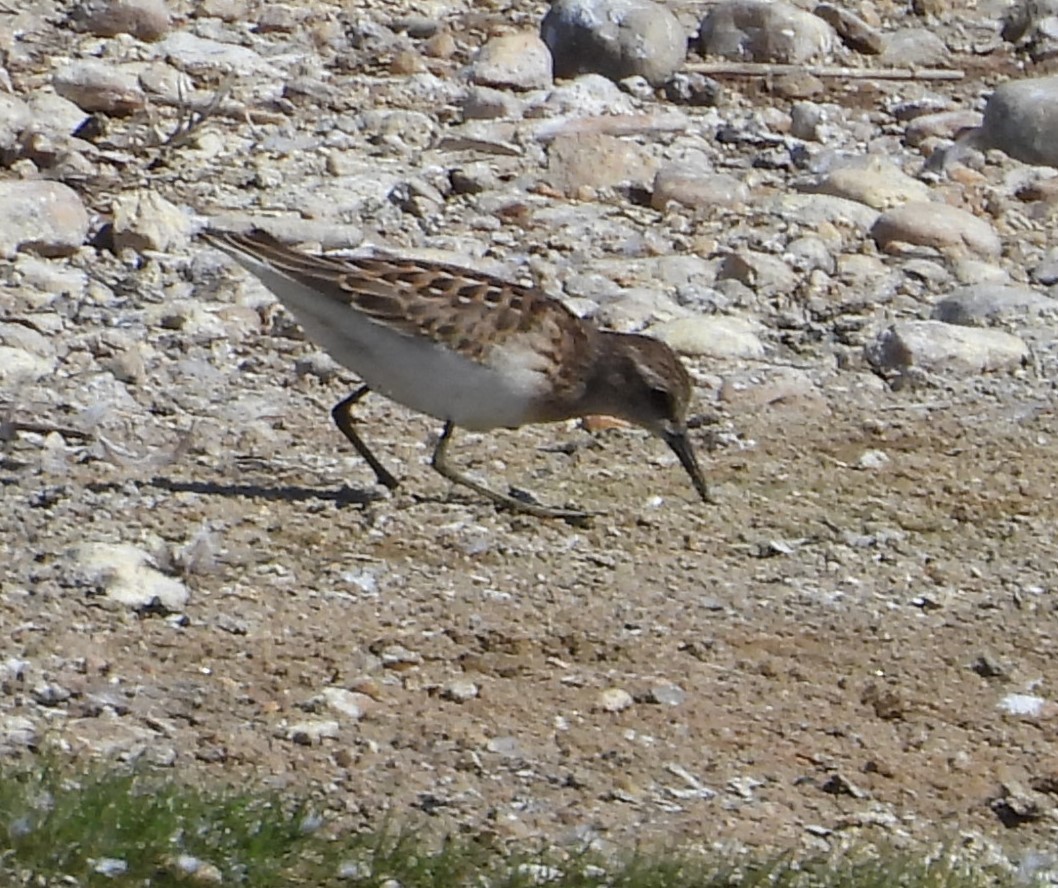 pygmésnipe - ML641066812