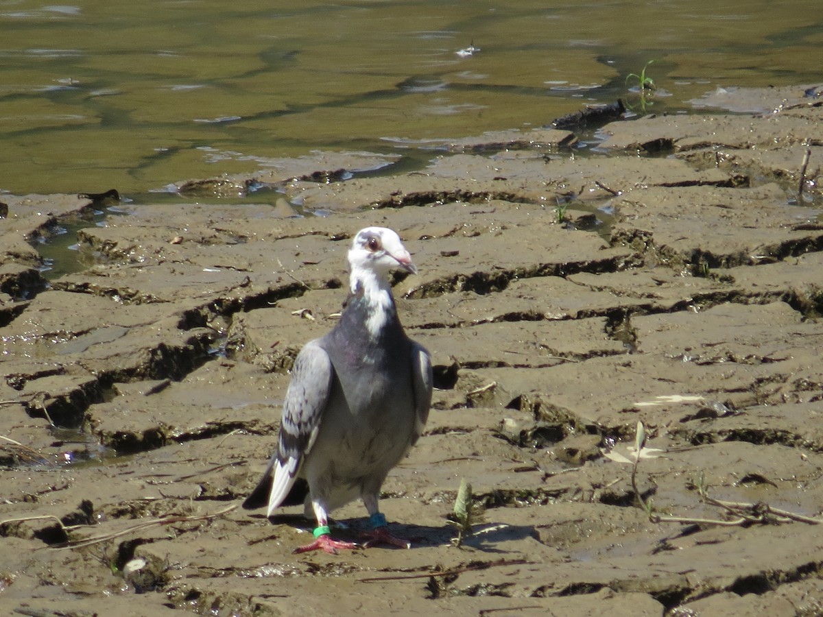 Rock Pigeon (Feral Pigeon) - ML641066813