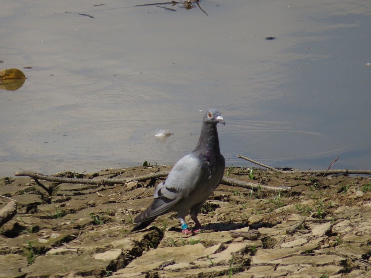 Rock Pigeon (Feral Pigeon) - ML641066838