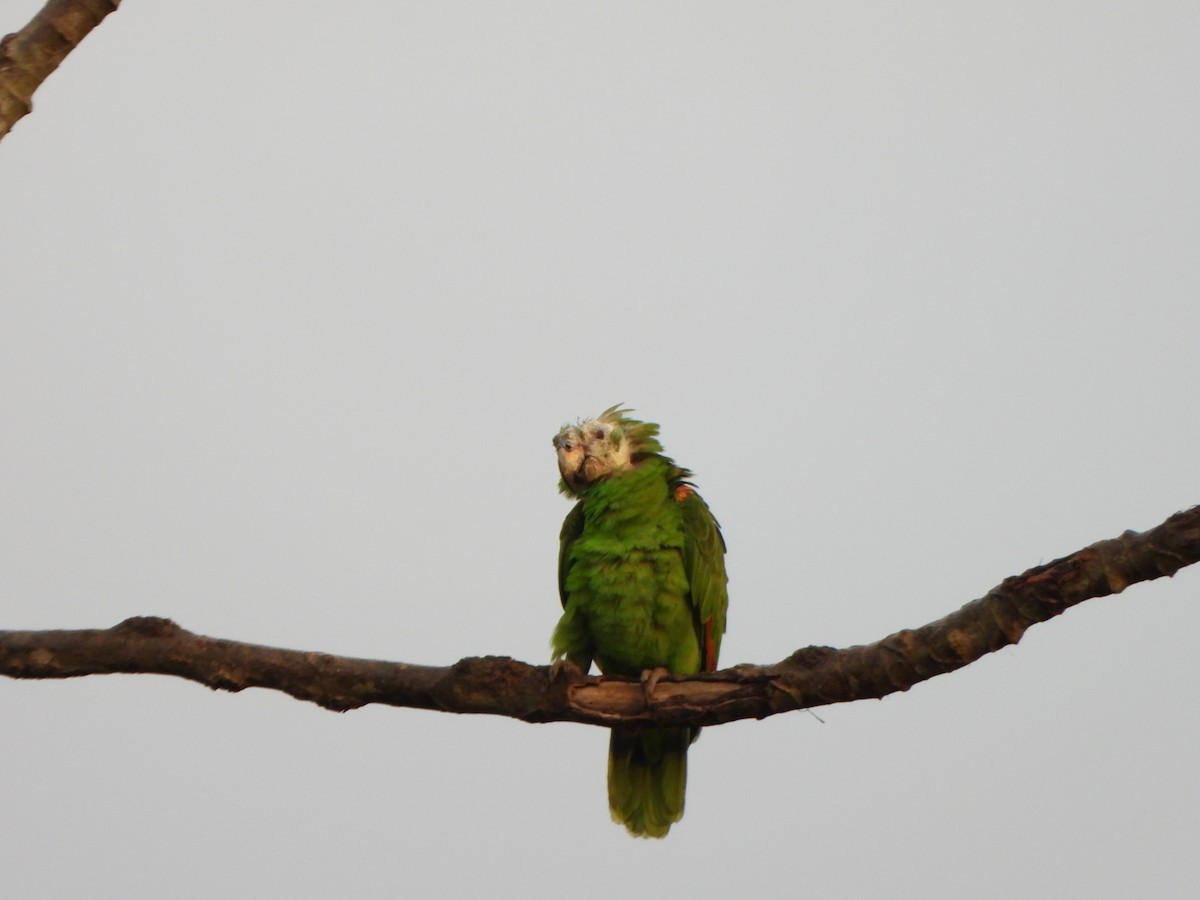 Yellow-crowned Amazon - ML641066854