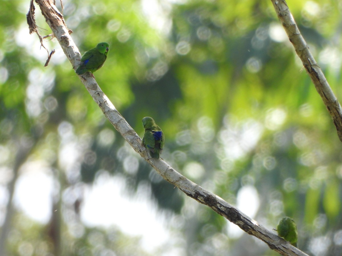 Dusky-billed Parrotlet - ML641066864