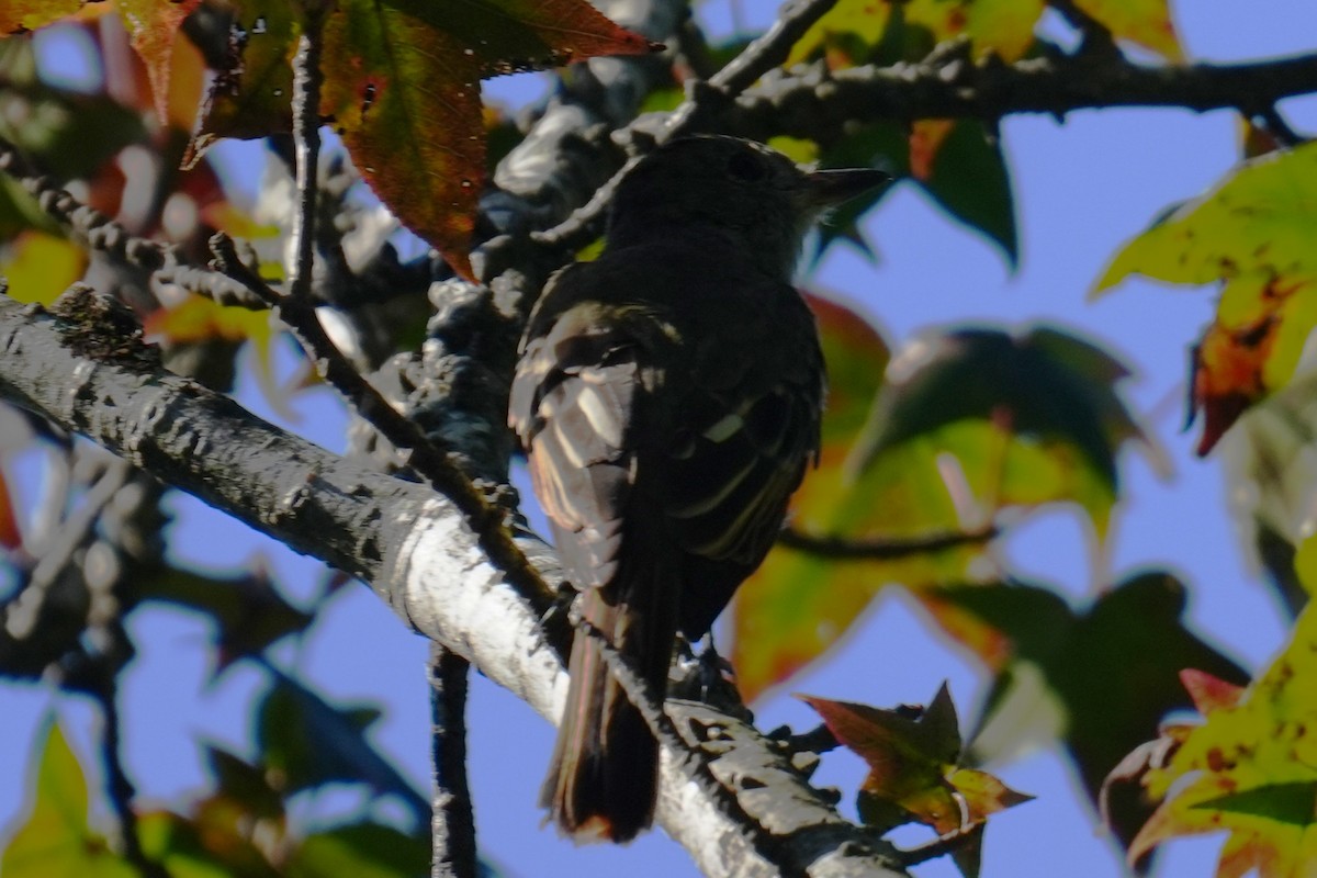 Great Crested Flycatcher - ML641066865
