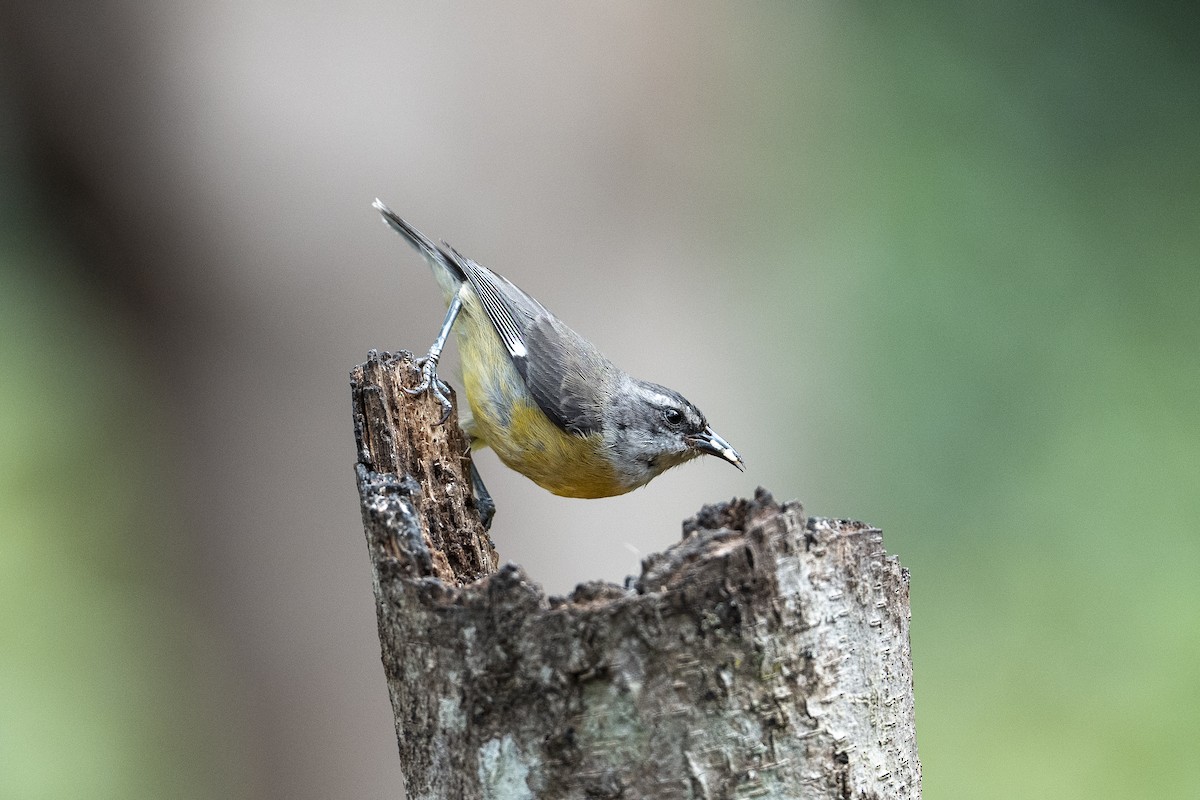 Bananaquit - ML641066872