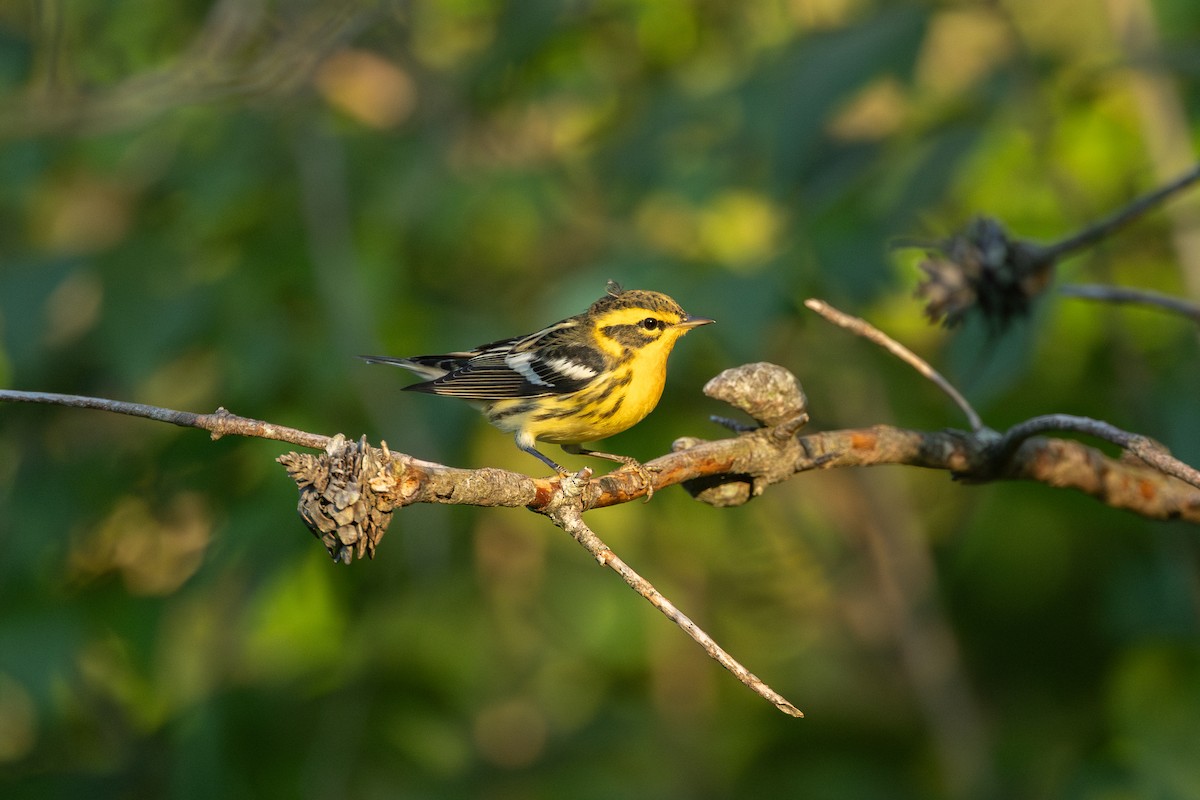 Blackburnian Warbler - ML641066876