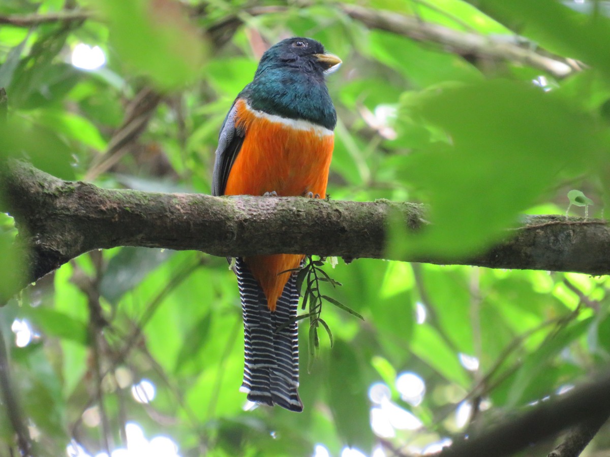 Collared Trogon (Orange-bellied) - ML641066881