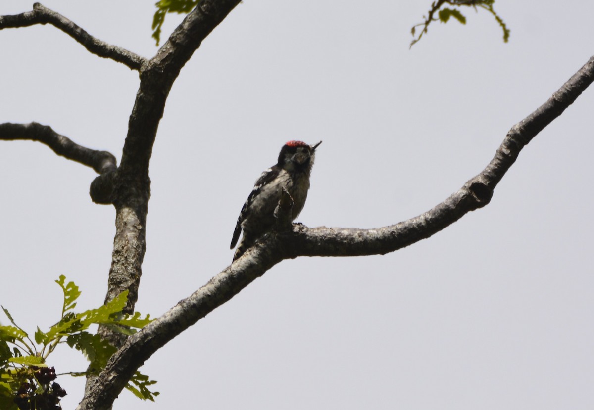 Lesser Spotted Woodpecker - ML641066887