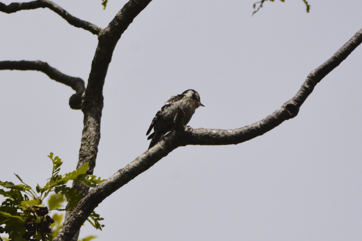 Lesser Spotted Woodpecker - ML641066888