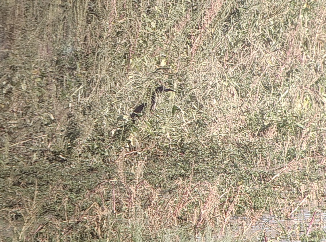 American Bittern - ML641066894