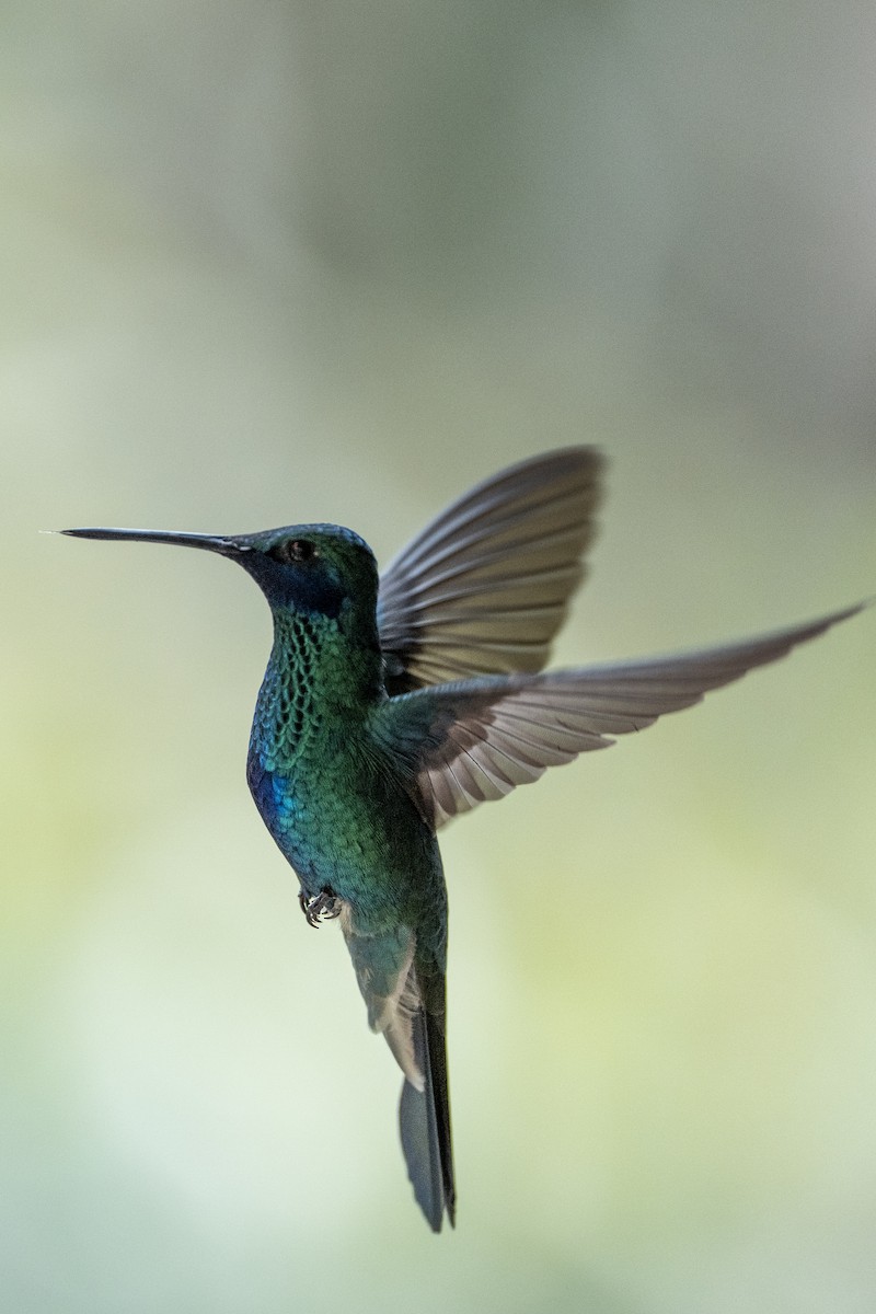 Sparkling Violetear - ML641066908