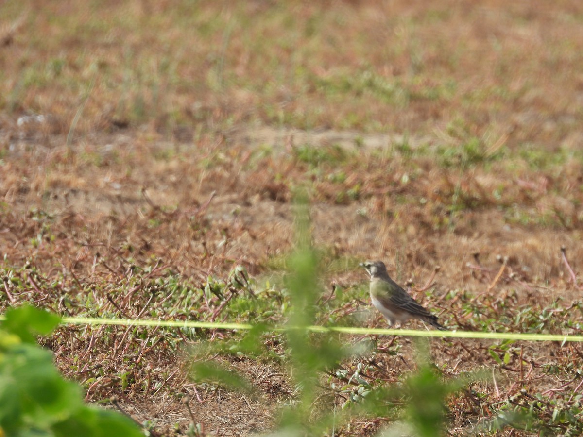Horned Lark - ML641066917