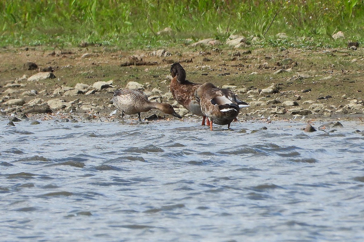 ostralka štíhlá - ML641066938