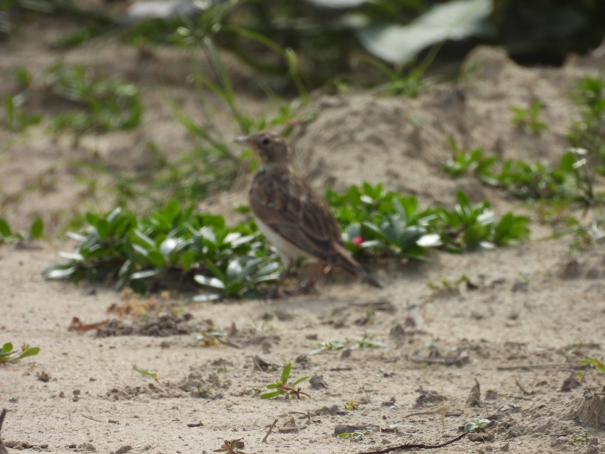 Horned Lark - ML641066955