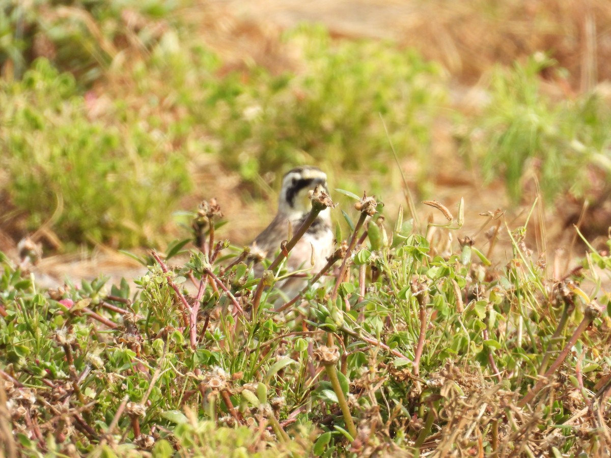 Horned Lark - ML641066965