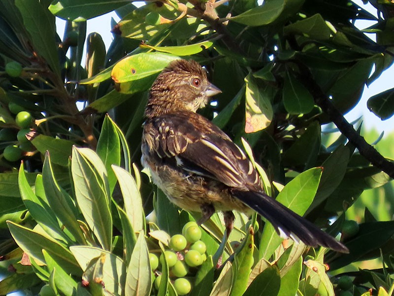 Eastern Towhee (Red-eyed) - ML641066981