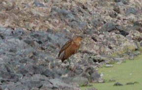 American Bittern - ML641067010