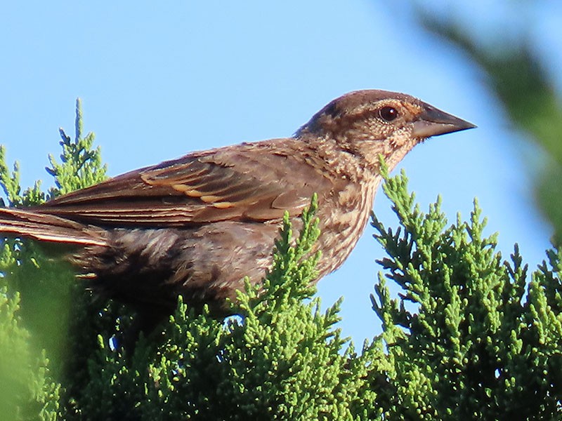 Red-winged Blackbird - ML641067016