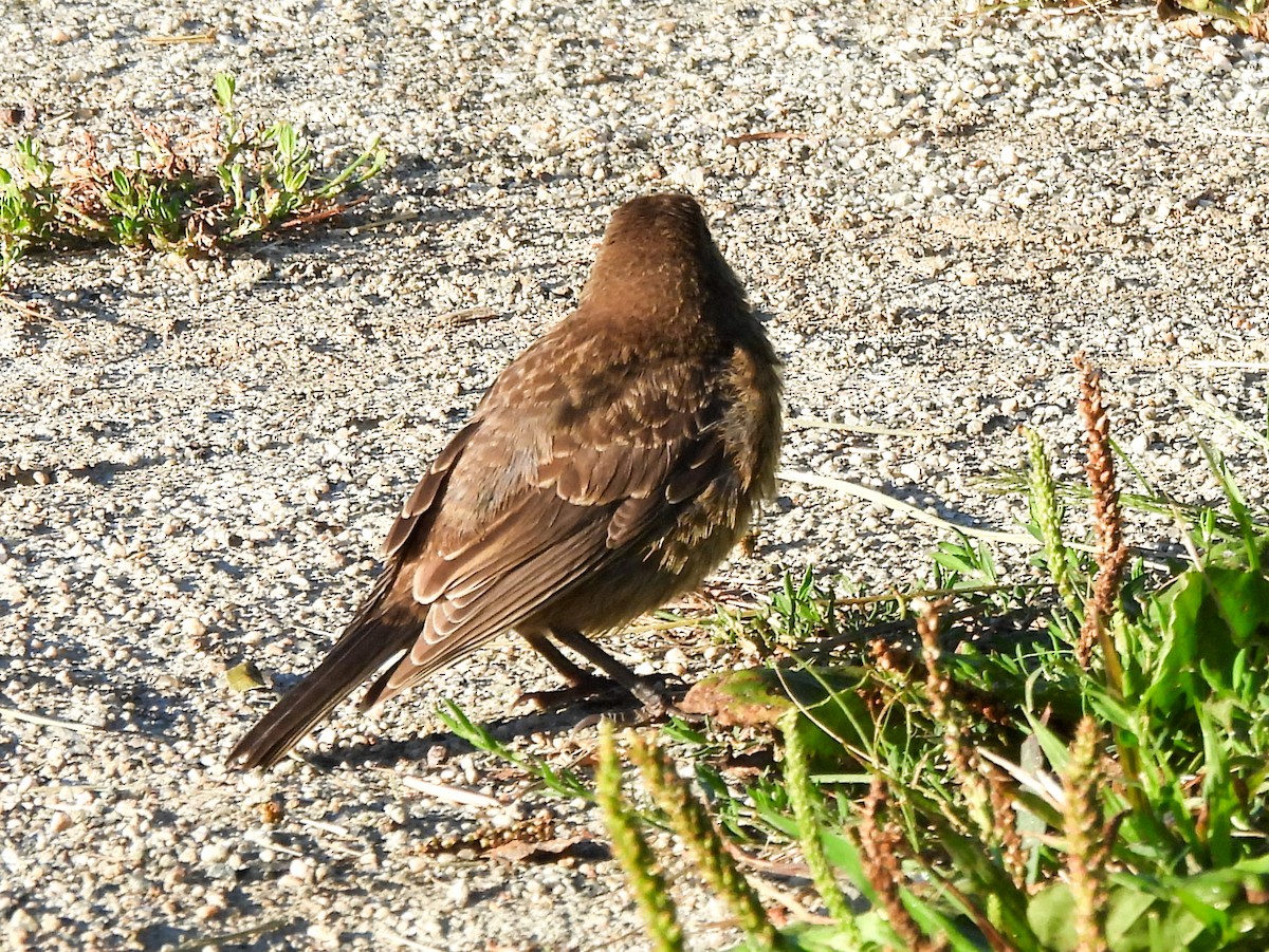 Brown-headed Cowbird - ML641067017