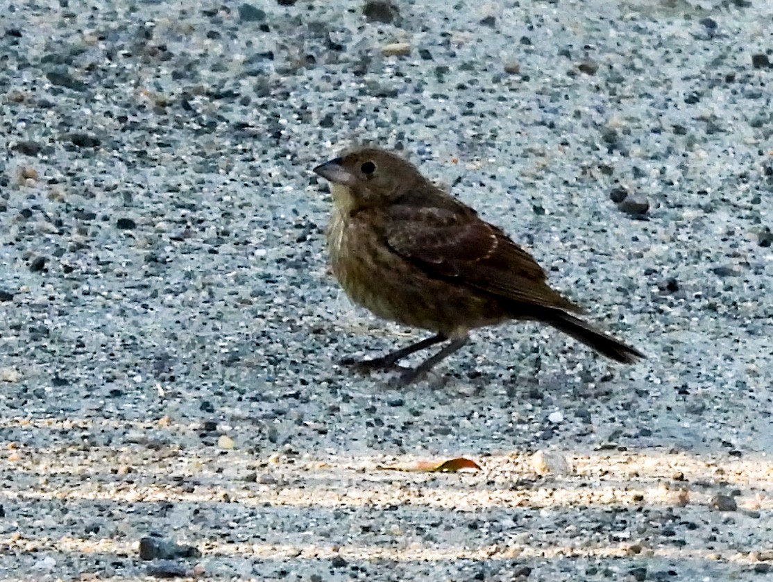 Brown-headed Cowbird - ML641067020